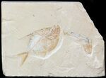 Cretaceous Fossil Fish (Diplomystus) Pos/Neg - Lebanon #48532-3